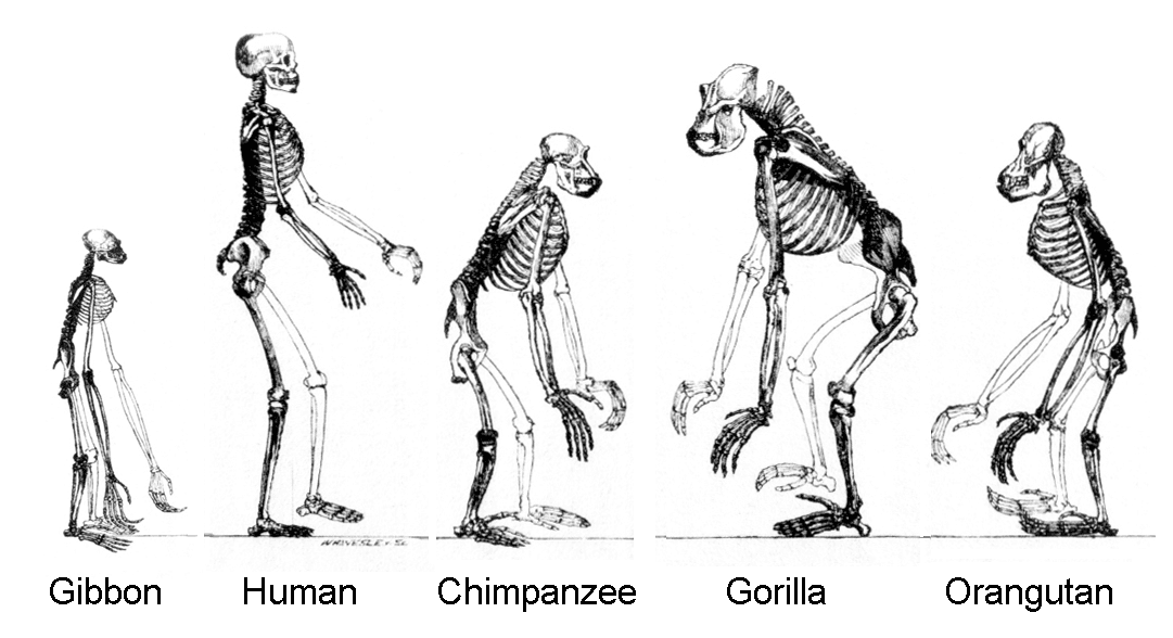 Human evolution