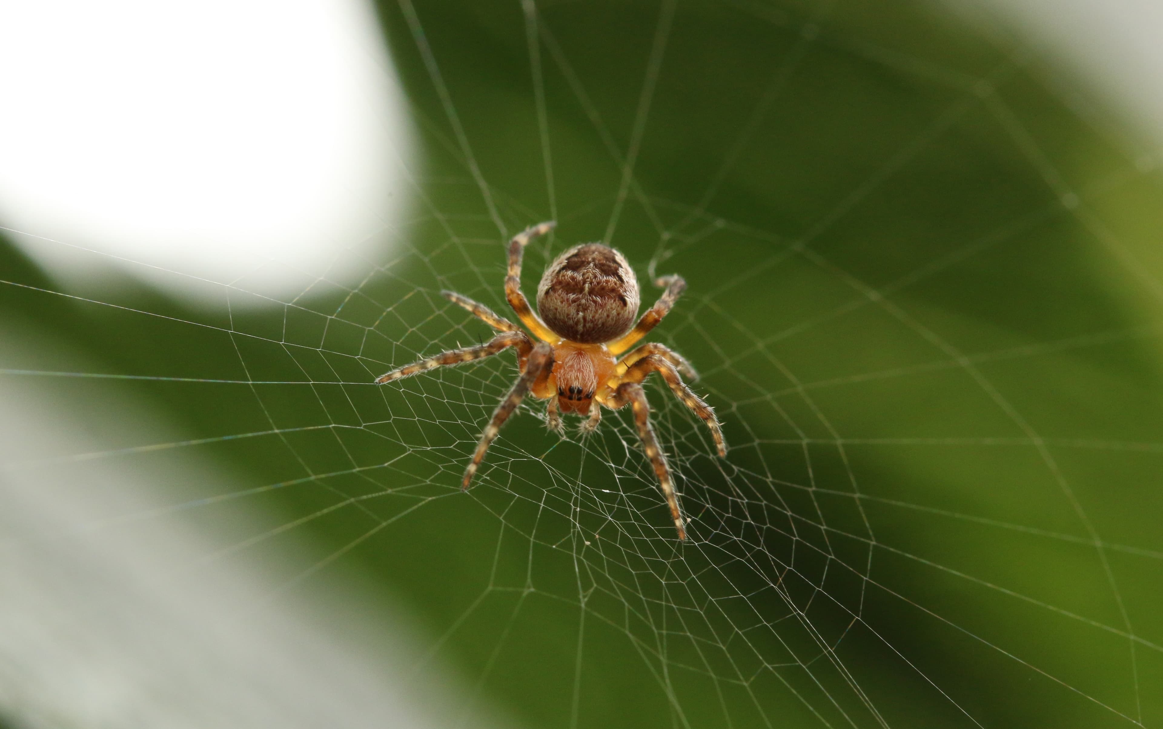Spider (pixabay.com) Spider (pixabay.com)