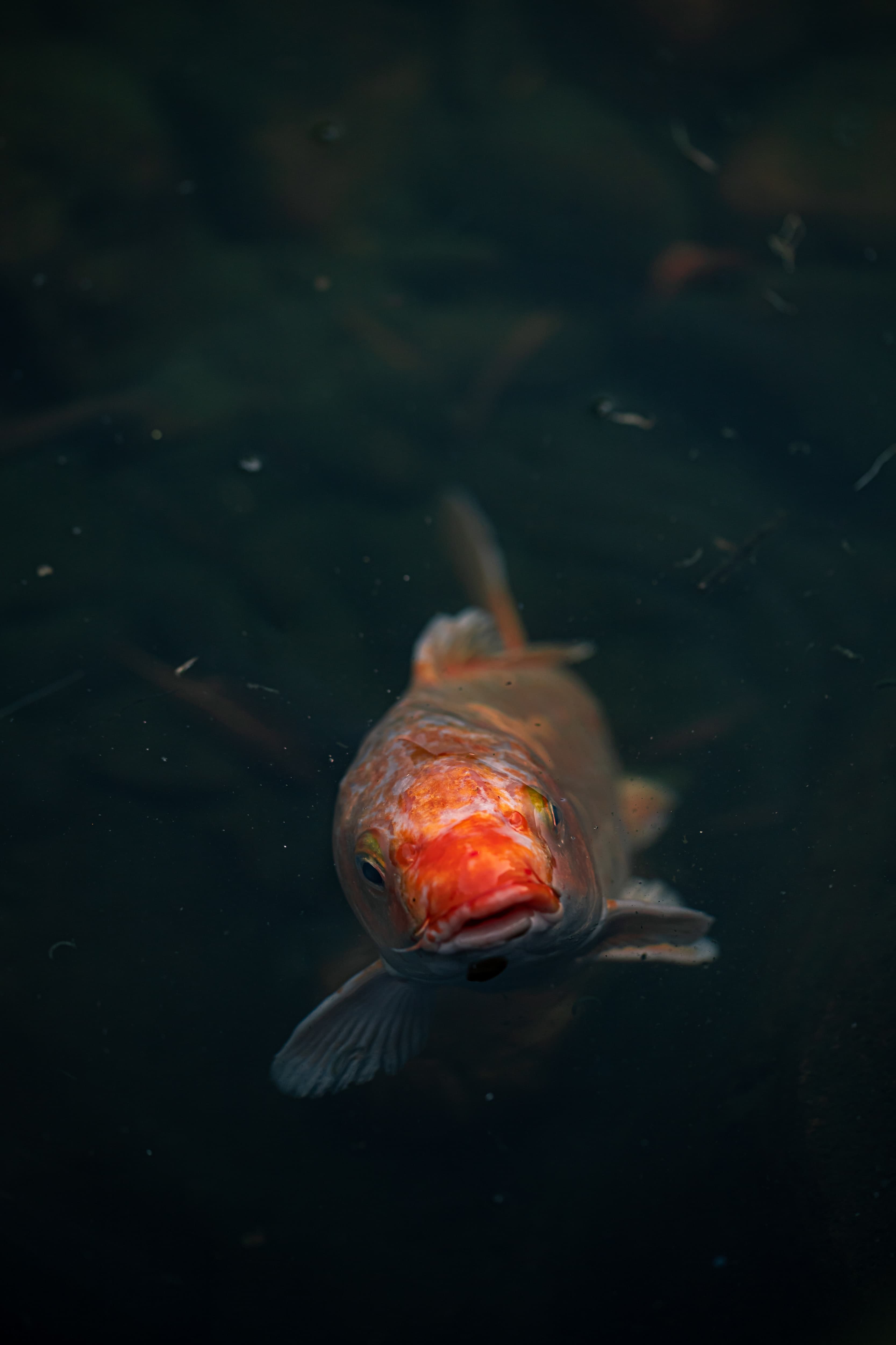 A likely likeness of Hubley (Tina Vanhove | unsplash.com) A likely likeness of Hubley (Tina Vanhove | unsplash.com)